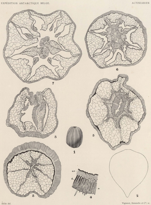 Carlgren (1903, pl. 1) Carlgren (1903, pl. 1)