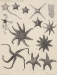 Grieg, J.A. (1910). Echinodermes. Duc d'Orléans. Campagne arctique de 1907. Imprimerie scientifique Charles Bulens: Bruxelles, Belgium. 40, 1 pl., 1 map pp.