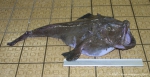 Actinopterygii