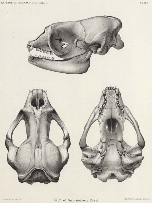 Barrett-Hamilton (1901, pl. 1) Barrett-Hamilton (1901, pl. 1)