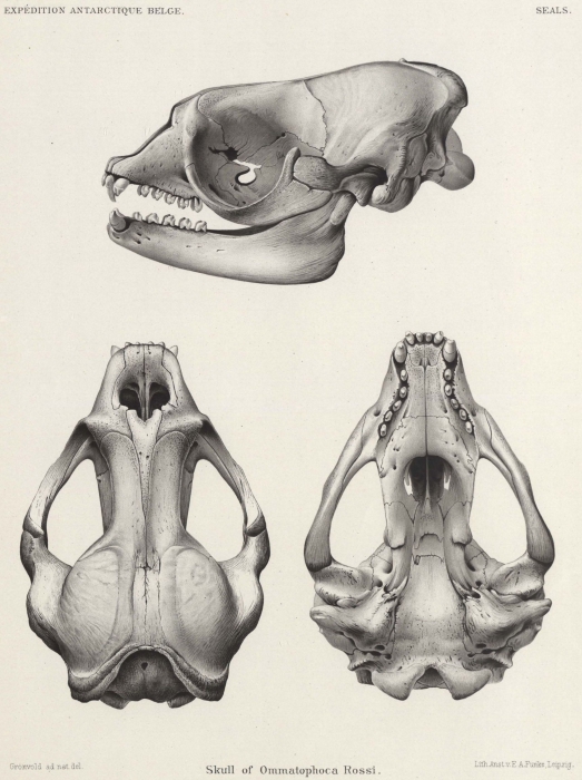 Barrett-Hamilton (1901, pl. 1)