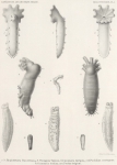 <B>Hérouard, E.</B> (1906). Zoologie: Holothuries. Résultats du Voyage du S.Y. Belgica en 1897-1898-1899 sous le commandement de A. de Gerlache de Gomery: Rapports Scientifiques (1901-1913). Buschmann: Anvers, Belgium. 16, II plates pp.