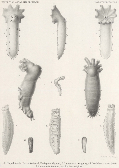 Herouard (1906, pl. 1) Herouard (1906, pl. 1)