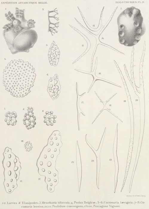 Herouard (1906, pl. 2) Herouard (1906, pl. 2)