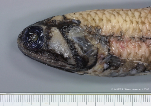 Lampadena sp. Lampadena sp.
