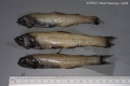 Myctophiformes