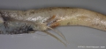 Aulopiformes