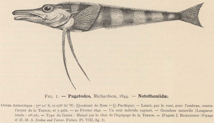 Dollo (1904, fig. 1) Dollo (1904, fig. 1)