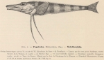 Dollo, L. (1904). Poissons. Résultats du Voyage du S.Y. Belgica en 1897-1898-1899 sous le commandement de A. de Gerlache de Gomery: Rapports Scientifiques (1901-1913). Buschmann: Anvers, Belgium. 240, 6 text fig., 12 pls. pp.