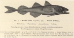 Dollo, L. (1904). Poissons. Résultats du Voyage du S.Y. Belgica en 1897-1898-1899 sous le commandement de A. de Gerlache de Gomery: Rapports Scientifiques (1901-1913). Buschmann: Anvers, Belgium. 240, 6 text fig., 12 pls. pp.