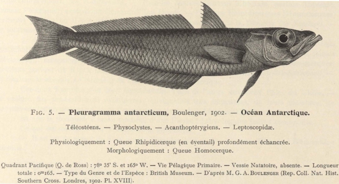 Dollo (1904, fig. 5) Dollo (1904, fig. 5)