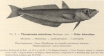 Dollo, L. (1904). Poissons. Résultats du Voyage du S.Y. Belgica en 1897-1898-1899 sous le commandement de A. de Gerlache de Gomery: Rapports Scientifiques (1901-1913). Buschmann: Anvers, Belgium. 240, 6 text fig., 12 pls. pp.