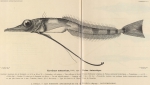 Fauna & flora van de zee