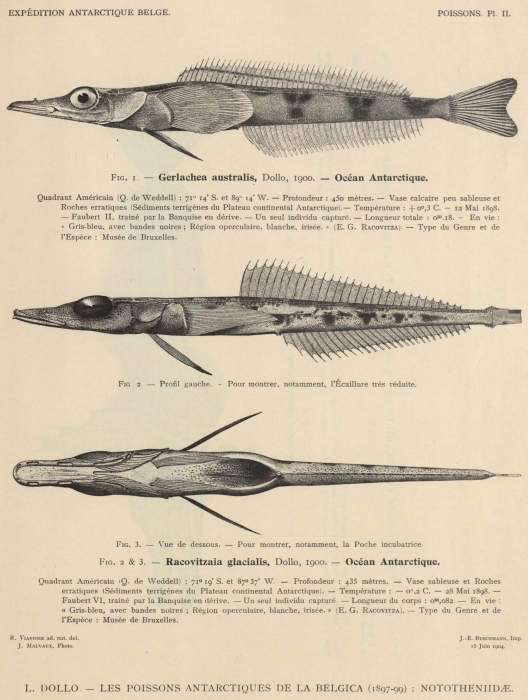 Dollo (1904, pl. 02) Dollo (1904, pl. 02)
