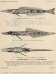 Dollo, L. (1904). Poissons. Résultats du Voyage du S.Y. Belgica en 1897-1898-1899 sous le commandement de A. de Gerlache de Gomery: Rapports Scientifiques (1901-1913). Buschmann: Anvers, Belgium. 240, 6 text fig., 12 pls. pp.