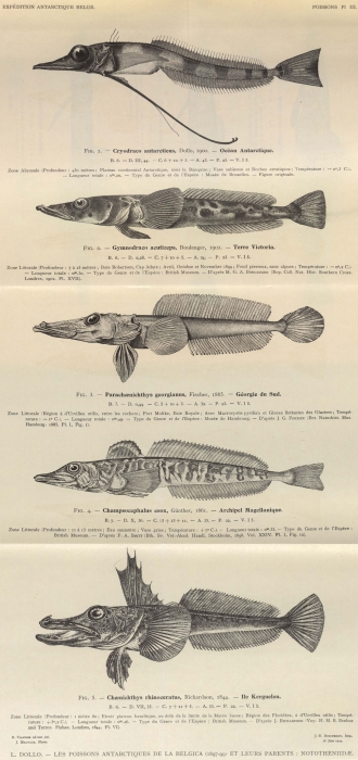 Dollo (1904, pl. 03) Dollo (1904, pl. 03)
