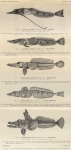 Dollo, L. (1904). Poissons. Résultats du Voyage du S.Y. Belgica en 1897-1898-1899 sous le commandement de A. de Gerlache de Gomery: Rapports Scientifiques (1901-1913). Buschmann: Anvers, Belgium. 240, 6 text fig., 12 pls. pp.