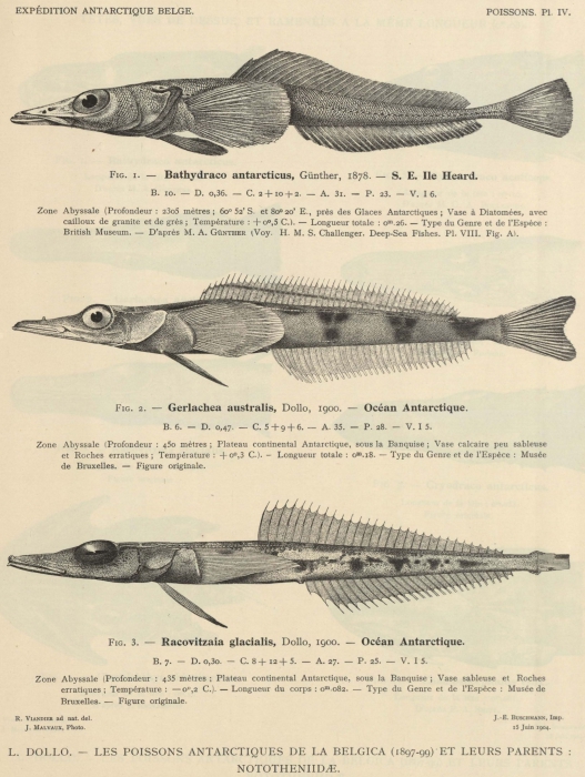 Dollo (1904, pl. 04) Dollo (1904, pl. 04)