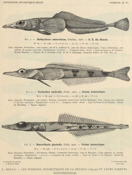 Dollo (1904, pl. 04)