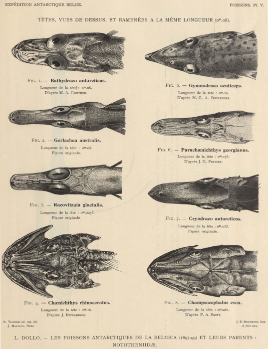 Dollo (1904, pl. 05) 