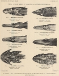 Zuidpoolexpeditie 1897-1899