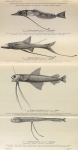 Zuidpoolexpeditie 1897-1899