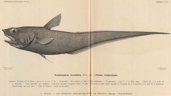 Dollo (1904, pl. 07) Dollo (1904, pl. 07)