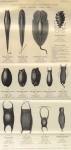 Zuidpoolexpeditie 1897-1899