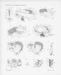<B>Pelseneer, P.</B> (1911). Les Lamellibranches de l'expédition du Siboga: partie anatomique. Siboga-Expeditie: uitkomsten op zoölogisch, botanisch, oceanographisch en geologisch gebied verzameld in Nederlandsch Oost-Indië 1899-1900 aan 