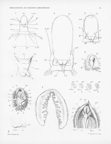 Pelseneer (1911, pl. 11) 