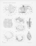 Pelseneer, P. (1911). Les Lamellibranches de l'expédition du Siboga: partie anatomique. Siboga-Expeditie: uitkomsten op zoölogisch, botanisch, oceanographisch en geologisch gebied verzameld in Nederlandsch Oost-Indië 1899-1900 aan 