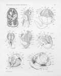 Pelseneer, P. (1911). Les Lamellibranches de l'expédition du Siboga: partie anatomique. Siboga-Expeditie: uitkomsten op zoölogisch, botanisch, oceanographisch en geologisch gebied verzameld in Nederlandsch Oost-Indië 1899-1900 aan 