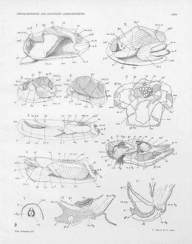 Pelseneer (1911, pl. 22) 