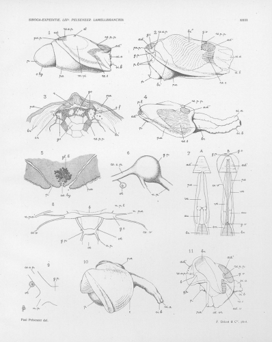 Pelseneer (1911, pl. 23) 