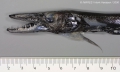 Aulopiformes