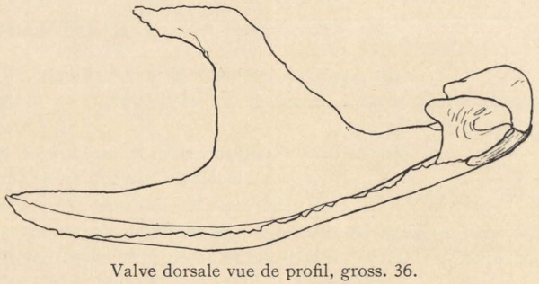 Joubin (1901, fig. 1)