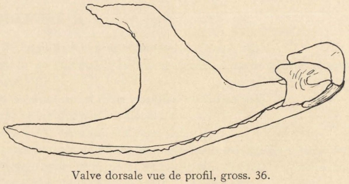 Joubin (1901, fig. 1) Joubin (1901, fig. 1)