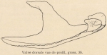 Joubin, L. (1902). Zoologie: Brachiopodes. Résultats du Voyage du S.Y. Belgica en 1897-1898-1899 sous le commandement de A. de Gerlache de Gomery: Rapports Scientifiques (1901-1913). Buschmann: Anvers, Belgium. 11, II plates pp.