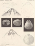 <B>Joubin, L.</B> (1902). Zoologie: Brachiopodes. Résultats du Voyage du S.Y. Belgica en 1897-1898-1899 sous le commandement de A. de Gerlache de Gomery: Rapports Scientifiques (1901-1913). Buschmann: Anvers, Belgium. 11, II plates pp.