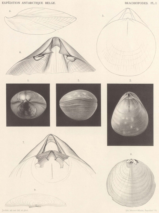 Joubin (1901, pl. 1) Joubin (1901, pl. 1)