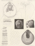 Fauna & flora van de zee