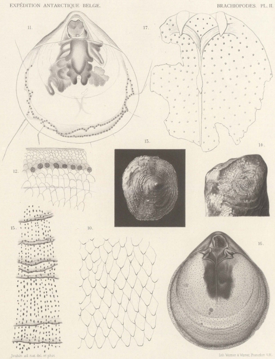 Joubin (1901, pl. 2) Joubin (1901, pl. 2)