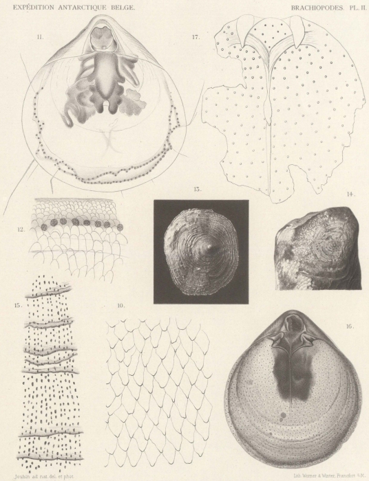 Joubin (1901, pl. 2)