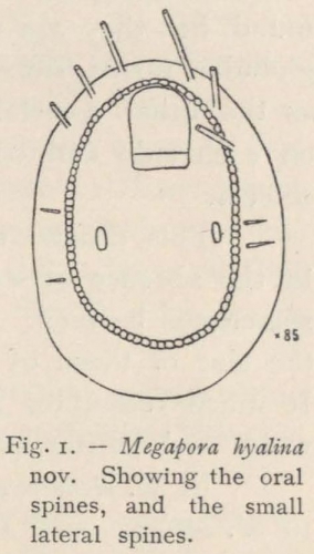 Waters (1904, fig. 1)