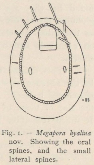 Waters (1904, fig. 1) Waters (1904, fig. 1)