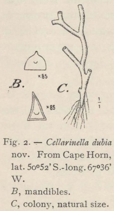 Waters (1904, fig. 2) Waters (1904, fig. 2)