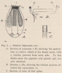 <B>Waters, A.W.</B> (1904). Zoologie: Bryozoa. Résultats du Voyage du S.Y. Belgica en 1897-1898-1899 sous le commandement de A. de Gerlache de Gomery: Rapports Scientifiques (1901-1913). Buschmann: Anvers, Belgium. 114, IX plates pp.