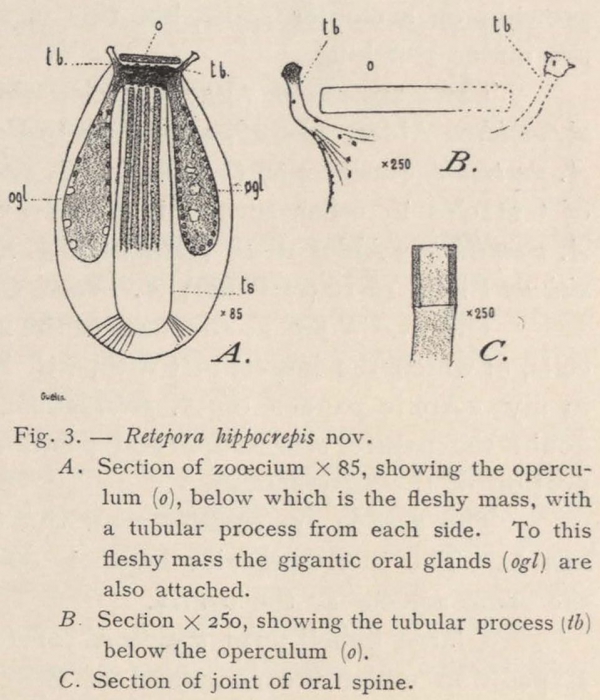Waters (1904, fig. 3) Waters (1904, fig. 3)