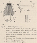 Waters, A.W. (1904). Zoologie: Bryozoa. Résultats du Voyage du S.Y. Belgica en 1897-1898-1899 sous le commandement de A. de Gerlache de Gomery: Rapports Scientifiques (1901-1913). Buschmann: Anvers, Belgium. 114, IX plates pp.