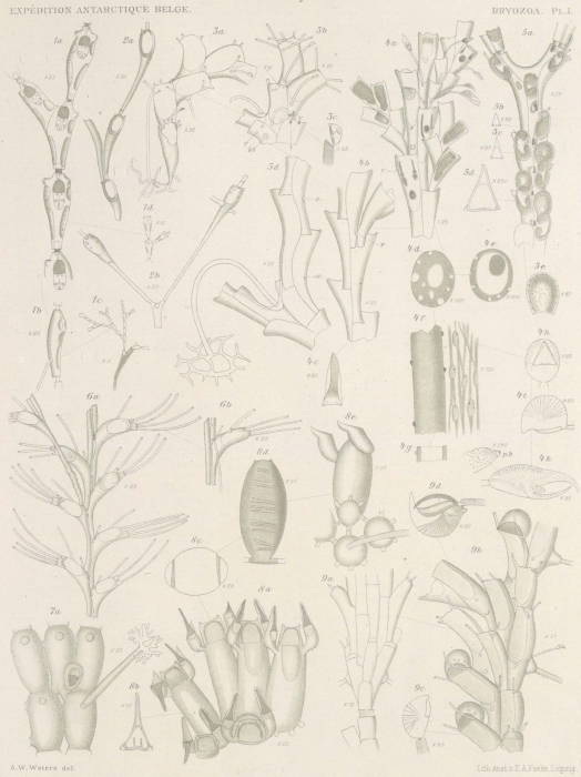 Waters (1904, pl. 1) Waters (1904, pl. 1)